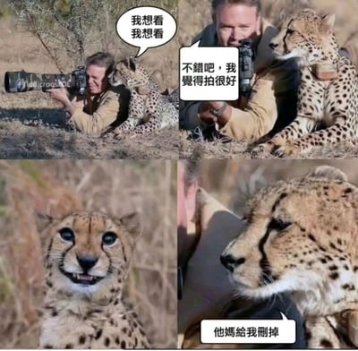 这是一张四格连环梗图，第一格展示了在野外草原上，一位野生动物摄影师正拿着长焦相机拍照，旁边的猎豹凑到他身边，配文“我想看我想看”，表现出对相机内容的好奇；第二格摄影师将相机屏幕转向猎豹，配文“不错吧，我觉得拍很好”，神态带着得意；第三格是相机屏幕里的猎豹照片，猎豹表情搞怪，露出牙齿，看起来很滑稽；第四格是猎豹看到照片后的神态，它皱着眉，一脸愤怒，配文“他妈給我刪掉”。整个作品通过给真实的野生动物拍摄素材添加拟人化的中文对白，将猎豹看到自己丑照后的反应拟人化，生动还原了人类看到自己不好看的照片时的愤怒心情，充满趣味和反差感，容易引发观者共鸣。
