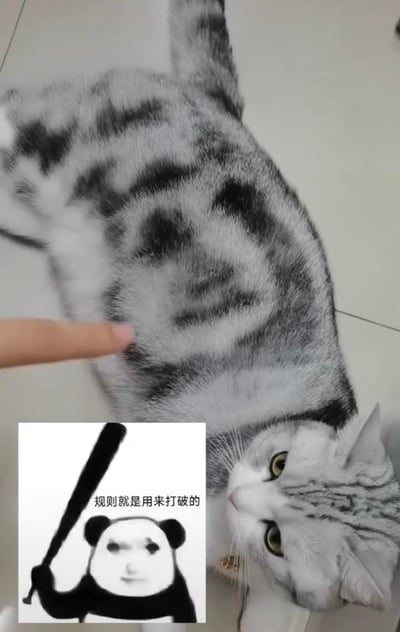 图片主体是一只灰白花猫躺卧在白色地板上，眼神警惕地望向镜头，一只人类手指正指向它的腹部。左下角嵌入了一张经典熊猫头表情包：熊猫头角色手持黑色棒球棒，配文“规则就是用来打破的”。猫咪的警惕表情与表情包的叛逆文字形成幽默呼应，仿佛猫咪在暗示自己要“打破被摸肚子的规则”，整体氛围轻松搞笑，展现了宠物与主人互动的趣味瞬间。