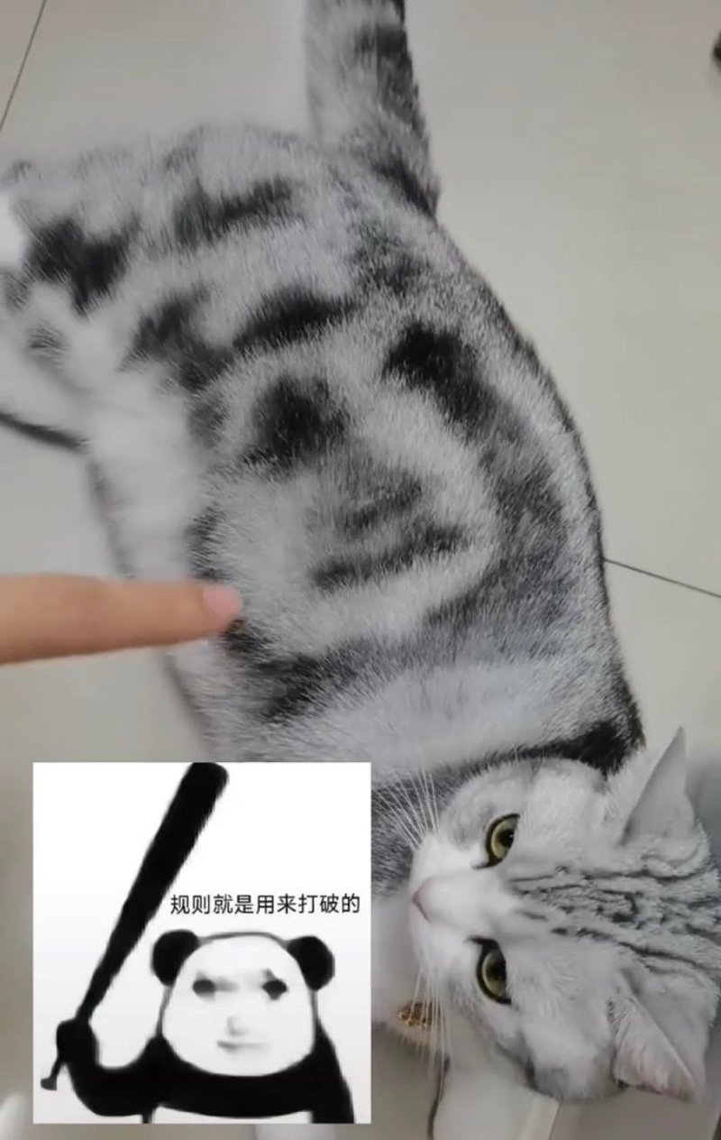 灰白花猫