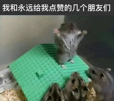 图片展示了一个仓鼠笼内的场景：一只仓鼠站立在绿色塑料结构（类似小房子或玩具）上，身体直立，前爪抬起，仿佛是群体中的主角；另外三只仓鼠聚集在下方，抬头仰望站立的仓鼠，眼神专注。图片顶部配有文字“我和永远给我点赞的几个朋友们”，通过可爱的仓鼠形象幽默比喻自己与总是支持互动的好友们，用拟人化的方式展现了社交媒体中珍贵的友情互动。