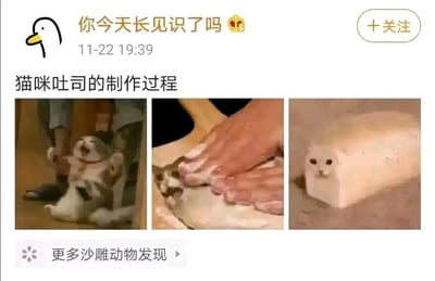 这是一条来自社交媒体平台的搞笑图文内容，账号“你今天长见识了吗”发布了名为“猫咪吐司的制作过程”的趣味内容，通过三张图片拼接出“制作流程”：第一张图里一只猫咪被人提着前爪，表情看起来挣扎又不情愿；第二张图中这只猫咪身上被撒上类似面粉的物质，还有双手在它身上按压，模仿揉面团的动作；第三张图则是经过P图修改，猫咪的身体被处理成吐司面包的形状，只露出猫咪的头部，营造出猫咪被做成吐司的荒诞搞笑效果，属于用动物进行趣味加工的沙雕内容，目的是通过反差感和趣味P图博人一笑。