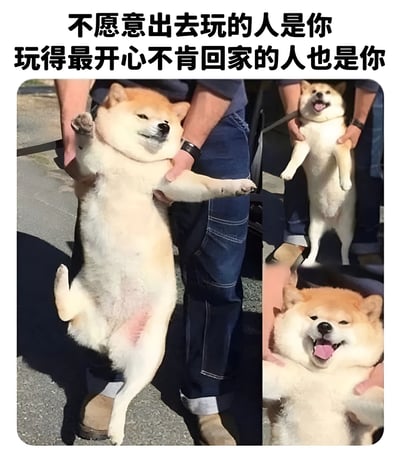 图片由三张柴犬的照片拼接而成，上方配有文字'不愿意出去玩的人是你 玩得最开心不肯回家的人也是你'。左侧主图中，一只柴犬被人用双手从腋下抱起，四肢悬空，身体向后仰，表情似乎有些抗拒和不情愿。右上角的柴犬同样被抱起，但嘴巴张开，露出开心的表情。右下角是柴犬的特写，它张着嘴，吐着舌头，笑容非常灿烂。这组图片通过柴犬前后情绪的对比，幽默地展现了人们既不想出门又在玩的时候不愿回家的矛盾心理。
