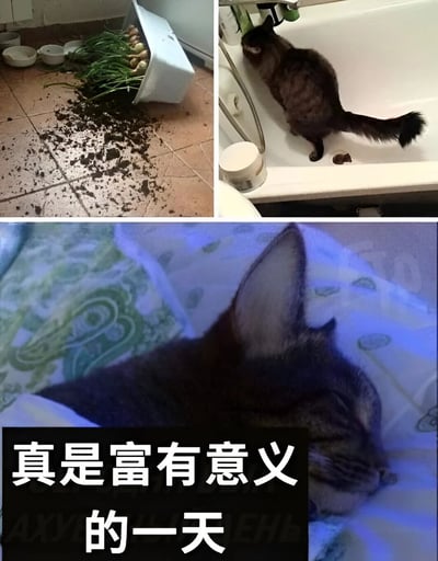 三格漫画展示了一只黑猫捣乱的一天：打翻植物盆栽、在水槽留下'礼物'，最后却安然入睡。底部配文'真是富有意义的一天'形成强烈反差和幽默效果。