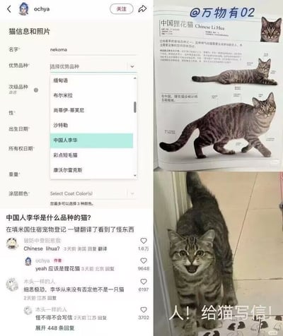 图片为社交媒体截图拼接，左侧是一份‘猫信息和照片’登记表单，显示猫咪名字‘nekoma’，在‘优势品种’下拉菜单中出现‘中国人李华’选项（疑似‘中国狸花猫’的翻译错误）。表单下方是网友评论区，有人提问‘中国人李华是什么品种的猫？’，并调侃‘李华从来没有否定他不是一只猫’‘怪不得不会写信’。右侧为‘中国狸花猫’介绍图文，包含狸花猫的多张照片，其中一张猫咪张嘴表情特写旁配文‘人！给猫写信！’。整体通过翻译梗制造幽默效果，将常见中文名‘李华’与‘狸花猫’谐音关联，引发趣味互动。