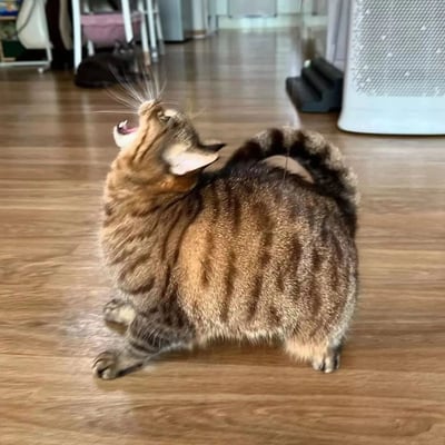 一只棕黑色条纹的胖橘猫站在木质地板上，仰头张大嘴巴打哈欠，胡须翘起，尾巴卷曲成问号形状。背景可见室内家具和家电，整体画面温馨可爱，展现了猫咪日常的萌态。