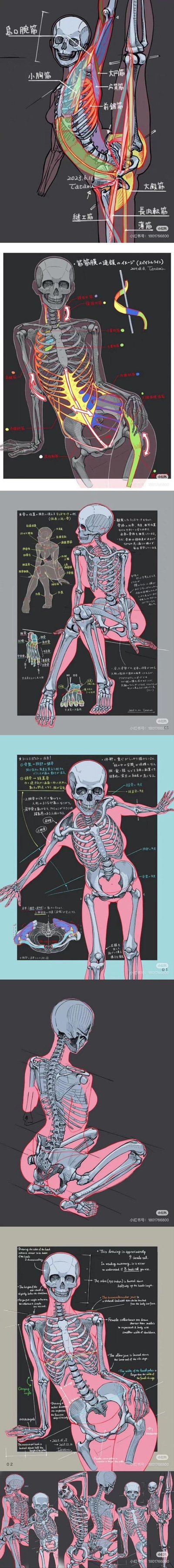 该系列图像为人体骨骼解剖学的彩色示意图，包含多个不同姿势的人体骨架（如站立、坐姿、动态姿态等），并以彩色标注肌肉、肌腱或其他解剖结构，辅以文字说明。整体风格偏向教育性与专业性，适合医学学习或解剖学研究使用。