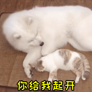 萨摩耶赶小奶猫反被贴贴，全程无奈又好笑
