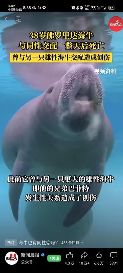 这是新闻晨报发布的一则猎奇动物新闻的视频截图，画面主体是一只在水中的佛罗里达海牛（视频资料），新闻内容显示这只38岁的雄性海牛，在与自己的雄性兄弟巴菲特交配一整天后死亡，此前该海牛就曾与这只雄性海牛交配造成过创伤。截图底部还有一条热评：“海牛也有同性恋呀？”，引发网友讨论，整体是一则关于动物异常性行为导致死亡的猎奇新闻报道。
