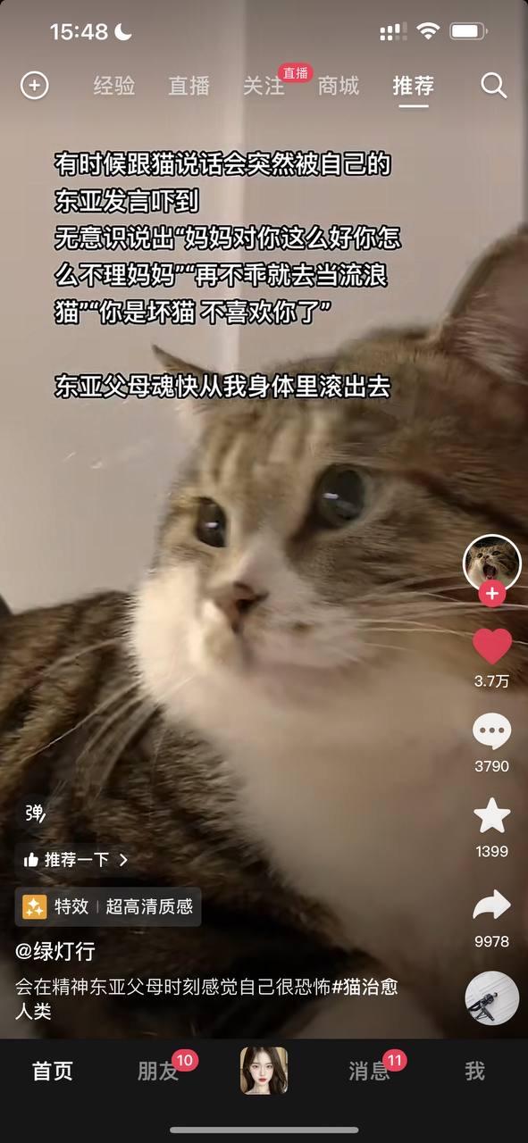 狸花猫咪