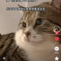 狸花猫咪