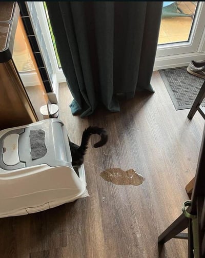画面呈现居家室内靠近落地窗的区域，一只黑猫的身体躲在封闭式猫砂盆中，仅露出弯曲的尾巴。猫砂盆旁的深色木地板上有一滩明显的排泄物，显然猫咪没有在猫砂盆内完成排泄，而是拉在了外面。窗边挂着深色窗帘，角落能看到鞋子和桌椅的部分结构，整体是日常的居家场景，记录下猫咪调皮闯祸的瞬间，既让人觉得好笑又有些无奈。