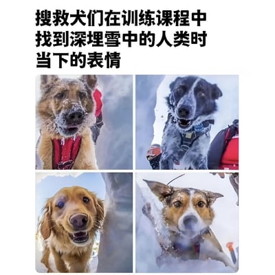 图片为四张搜救犬在雪地训练中的特写拼图，上方配有文字说明“搜救犬们在训练课程中找到深埋雪中的人类时当下的表情”。每张图中的狗狗都戴着工作装备，口鼻或毛发上沾有积雪，表情各异：有的专注凝视，有的激动张嘴，有的温和抬头，有的警觉竖耳，展现出搜救犬完成任务后的真实反应，画面温馨又充满力量。