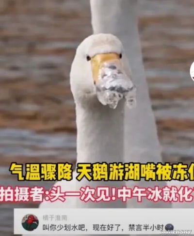 这是一张文字加注的实拍照片，画面主体是一只在湖面的天鹅，由于气温骤降，它的嘴部被冻上了冰块，无法正常张开，神态显得有些呆滞。图片上方配有黄色和白色的说明文字，解释了这一罕见场景：气温骤降导致天鹅游湖时嘴被冻僵，拍摄者表示这是头一次见到，并且中午冰块就会融化。图片下方还有一条网友的评论，玩起了双关梗：“叫你少划水吧，现在好了，禁言半小时”，其中“划水”既指天鹅在湖面划水的行为，又暗指职场中摸鱼划水的现象，“禁言”则是调侃天鹅嘴被冻住无法发声，将动物的意外场景和职场梗结合，十分有趣。