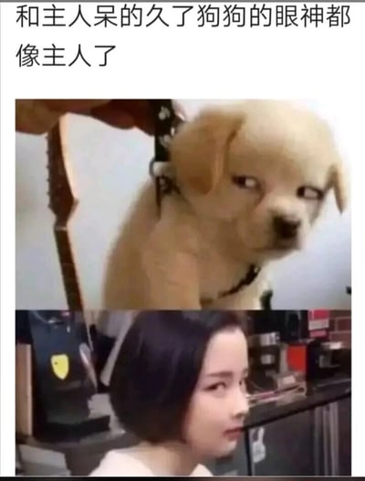 这是一张上下拼接的趣味梗图，上方是一只被牵引绳提起的浅黄色小狗，它斜着眼睛，眼神露出嫌弃、不屑的神态；下方是一位短发女生，同样侧身斜眼，表情和小狗的神态高度相似。图片顶部配有文字“和主人呆的久了狗狗的眼神都像主人了”，通过将神态一致的小狗和女生的画面拼接，调侃了长期相处的双方会在神态、习惯上越来越相似的趣味生活现象，制造出搞笑的效果。
