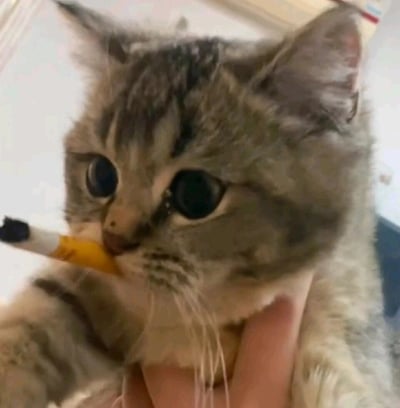 这是一张经过趣味创作的宠物图片，主体是一只虎斑花纹的猫咪，被人的手托着下巴，嘴里被放置了一支仿真的迷你香烟道具。猫咪睁着圆溜溜的大眼睛，神情看起来委屈又懵懂，这种将宠物拟人化的搭配让画面充满滑稽感，常被用作表达无奈、烦躁或摆烂情绪的表情包，在社交网络中用来传递负面情绪时的调侃感。