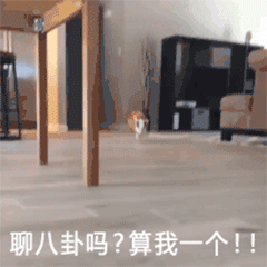 豚鼠狂奔加入八卦现场