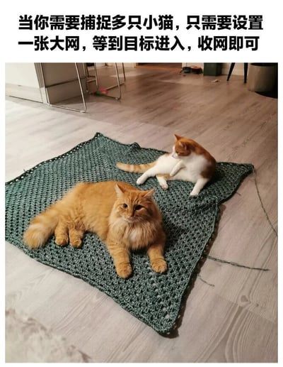 图片上方配有文字“当你需要捕捉多只小猫，只需要设置一张大网，等到目标进入，收网即可”，下方是一张实拍照片：两只猫咪（一只橘色长毛猫和一只橘白相间猫）正舒适地躺在一张绿色的钩针编织毯子上。文字中的“大网”被幽默地对应为猫咪自愿躺卧的毯子，形成一种反差萌的搞笑效果，展现了猫咪被“捕获”的可爱场景。