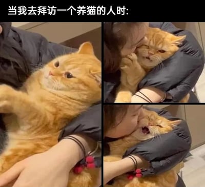 这是一张由三格实拍图拼接成的连环图，顶部配文“当我去拜访一个养猫的人时:”。第一格中，一只胖橘猫被拜访者抱在怀里，眼神带着疑惑和一丝无奈；第二格中，拜访者亲昵地凑向橘猫想要亲吻它，橘猫立刻抬起爪子抗拒，眉头皱起，满脸嫌弃；第三格中，橘猫被搂紧无法挣脱，被亲到张嘴，表情生无可恋。整组图生动还原了喜爱猫咪的人拜访养猫朋友时，忍不住亲近猫咪，而猫咪却满脸抗拒的搞笑日常，精准戳中爱猫人士与养猫群体的共鸣点，充满生活趣味。