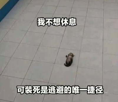 图片中一只小奶猫趴在灰色瓷砖地面上，身体蜷缩，似乎在装睡。图片上方配有文字“我不想休息”，下方配有文字“可装死是逃避的唯一捷径”，通过拟人化的手法幽默地表达了猫咪（或映射人类）不想面对休息（或责任）却选择用装死来逃避的无奈又可爱的状态。