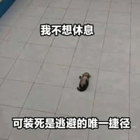 小奶猫