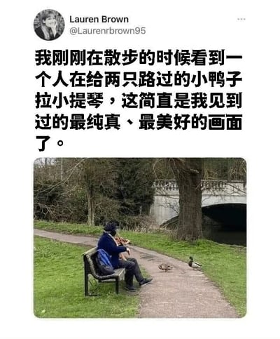这是一张社交媒体截图，内容为用户Lauren Brown在Twitter上发布的帖子。帖子文字描述了其散步时看到有人给路过的两只小鸭子拉小提琴，称这是“最纯真、最美好的画面”。下方配图是一张实拍照片，显示一位身穿深色衣物的人坐在公园小径旁的长椅上，手持小提琴正在演奏，两只小鸭子站在小径上，似乎在聆听。背景中有树木、草地和一座白色的小桥，整体场景充满自然与温馨的氛围。