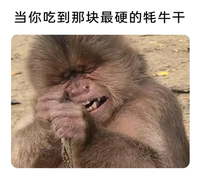 这是一张文字加注类的趣味表情包，上方配有文字“当你吃到那块最硬的牦牛肉干”，下方是一只猕猴的实拍画面：猕猴眉头紧皱，眼睛挤成一团，面部肌肉扭曲，嘴巴用力张开露出牙齿，双手紧紧抓着一块类似牦牛肉干的食物，呈现出极度费力、痛苦的神态，生动且搞笑地还原了人们咬到硬度极高的牦牛肉干时的艰难与狼狈，用动物的真实神态来放大日常小事的趣味性，引发共鸣。