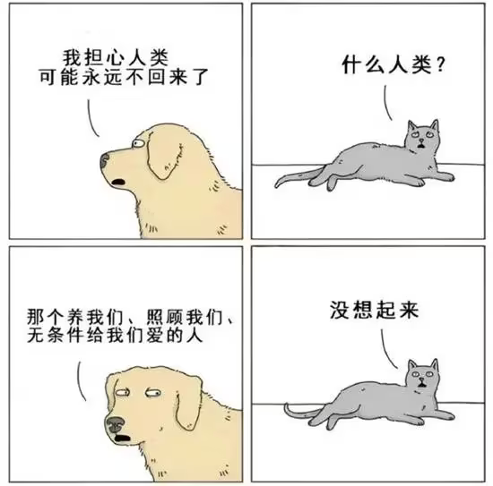 黄色狗狗