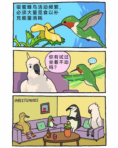 这是一则三格原创动物拟人漫画：第一格介绍吸蜜蜂鸟的生物特性，说明它因活动频繁，必须通过大量觅食来补充能量消耗；第二格中，正快速飞行的吸蜜蜂鸟遇到坐在沙发上的葵花凤头鹦鹉，鹦鹉向它提出建议式的疑问“你有试过坐着不动吗？”；第三格呈现了后续场景，吸蜜蜂鸟采纳了这个建议，和鸭子、企鹅、鹦鹉一同安静地坐在客厅的沙发上，桌上摆放着饮品与盆栽，用生活化的场景和动物习性的反差制造幽默笑点，画风轻松诙谐。