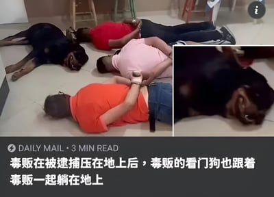 图片展示了三名毒贩被逮捕后趴在地上，双手被反扣在背后的场景。有趣的是，旁边的看门狗也模仿主人的姿势趴在地上，形成了滑稽的画面。图片右侧有一个狗脸的特写镜头。