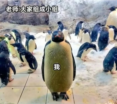 图片展示了一群企鹅在类似动物园或水族馆的环境中，背景是岩石和雪地。左上角有文字“老师:大家组成小组”，而画面中央一只体型略显圆润的企鹅腹部被标注“我”，它独自站立，周围其他企鹅则三三两两聚集或互动，生动形象地表现了学生时代老师要求组队时自己落单的尴尬又真实的场景，充满共鸣感和幽默感。