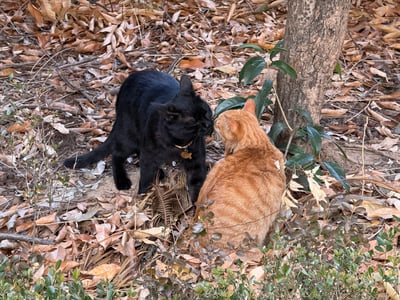 两只猫咪在铺满枯叶的地面上互动，一只纯黑色猫咪戴着项圈，正与一只橘色猫咪面对面靠近，似乎在亲昵地嗅闻对方。背景有树干和绿色植物，整体场景充满自然温馨感。博主称走在路上和朋友聊天时偶遇这一幕，调侃黑猫像朋友本人，可爱度满分～