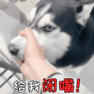 哈士奇被按鼻子喊闭嘴动态表情包
