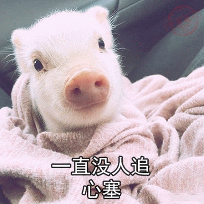 没人追的小香猪心塞日常