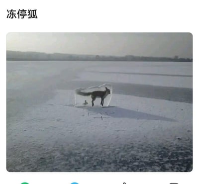 图片上方配有文字“冻停狐”，下方是一张真实拍摄的照片：一只狐狸站在广阔的冰冻湖面上，身体姿态仿佛被瞬间冻结，背景是灰蒙蒙的天空和远处的模糊山丘。图片利用谐音梗制造笑点，“冻停狐”与“洞庭湖”（中国著名淡水湖）发音相近，将狐狸在冰上静止的状态幽默化为“冻停”。