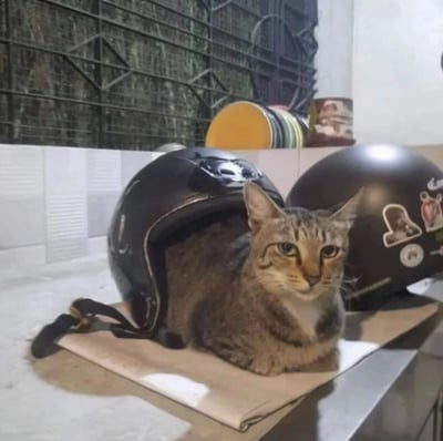 一只虎斑猫正舒适地蜷缩在黑色摩托车头盔中，表情淡定地直视镜头。背景中可以看到另一个头盔和一些堆叠的盘子，整体场景像是在厨房或餐厅的柜台区域。猫咪与硬朗的头盔形成有趣反差萌。
