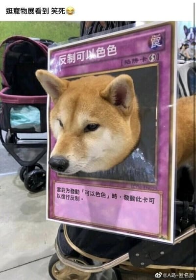 这是一张在宠物展现场拍摄的趣味照片，一只柴犬的头部从模仿《游戏王》陷阱卡样式的紫色自制道具孔洞中伸出。道具卡片上方标注“反制可以色色”，下方配有说明文字“当对方发动「可以色色」时，发动此卡可以进行反制”，结合了网络流行梗“可以色色”和《游戏王》的卡牌玩法，用陷阱卡的设定来“反制”这个玩梗行为。柴犬的表情略显无奈慵懒，搭配这个创意整活道具，显得十分滑稽搞笑。图片顶部的配文“逛宠物展看到 笑死😆”也体现了拍摄者对这个场景的趣味性认可。