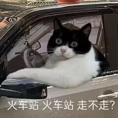 这是一张搞笑的P图改编表情包，将一只黑白奶牛猫合成在汽车驾驶座内，猫的一只爪子搭在车窗上，面部表情看起来既惊讶又带着急切感，图片下方配文“火车站 火车站 走不走？”，模仿现实中出租车司机在路边揽客的场景，通过动物拟人化的方式制造出滑稽搞笑的效果，适合用于社交平台的搞笑互动。