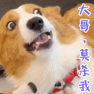 柯基犬