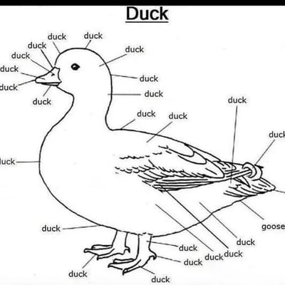 这是一张黑白线稿风格的鸭子身体结构标注图，顶部标题为'Duck'。图中鸭子的几乎所有身体部位（包括头部、喙、颈部、身体、翅膀、腿部等）都被线条指向并标注为'duck'，唯独在尾部（或靠近尾部的部位）有一个标注被故意写成'goose'（鹅），形成明显的错误对比，从而产生幽默效果。