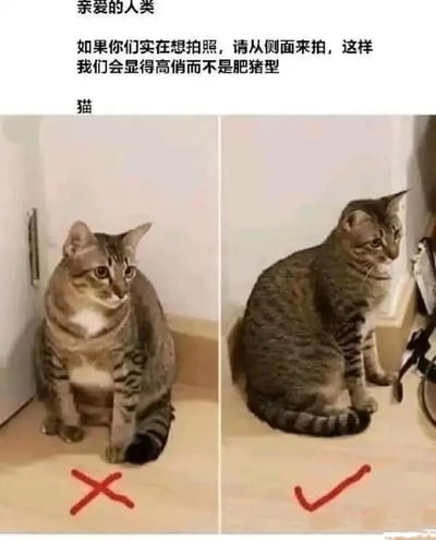 这是一张充满趣味的宠物主题图片，以猫咪的口吻向人类提出拍照建议。图片采用左右分栏的对比形式，左侧是一只虎斑猫正面端坐的照片，下方标注红色叉号，这个角度下猫咪的身形显得圆滚滚，整体臃肿像“肥猪型”；右侧是同一只虎斑猫侧面端坐的照片，下方标注红色对勾，这个角度下猫咪的身形线条流畅，显得高挑修长。图片上方配有猫咪视角的文字：“亲爱的人类，如果你们实在想拍照，请从侧面来拍，这样我们会显得高俏而不是肥猪型”，用幽默的反差感展示了给猫咪拍照的“正确打开方式”，充满萌趣，既体现了猫咪不同拍照角度的视觉差异，也用拟人化的表达让内容更生动。
