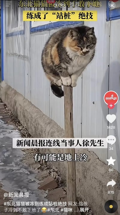 这张图片是一只东北地区的三花猫，缩在一根木桩上，看起来像是在练“站桩”绝技。猫的表情有些无奈又搞笑，画面给人强烈反差萌。背景是简易房屋和冻土，展现了冬天东北户外的寒冷环境。配文和梗调侃猫咪怕地冷不上地，引发共鸣。没有明显双关或谐音，但“站桩绝技”本身既形象又有梗味。