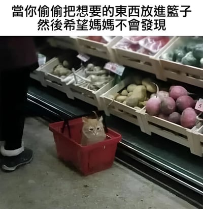 图片上方配有文字“當你偷偷把想要的東西放進籃子然後希望媽媽不會發現”，下方是超市蔬菜区的场景。一只橘色猫咪正坐在红色购物篮里，篮子放在地面上，猫咪抬头张望，表情带着一丝谨慎和心虚，仿佛在模仿小孩子偷偷把想要的东西放进篮子，希望妈妈不会发现的样子。画面生动有趣，将猫咪拟人化，展现出可爱又搞笑的场景。