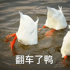 图片中三只白色鸭子将头部潜入水中觅食，尾部朝上露出水面，橙色的脚蹼清晰可见。图片底部配有文字“翻车了鸭”，利用“鸭”与“呀”的谐音，将鸭子倒立的姿态幽默地比喻为“翻车”，营造出轻松搞笑的氛围。
