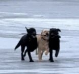 黄色拉布拉多犬
