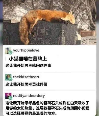 图片上半部分是一只橙红色的狐狸蜷缩着身体沉睡在一块黑色墓碑上的场景，墓碑上刻有"HER MEMORY OF ANGELINE BULK"的字样，背景是光秃秃的树木。下半部分是三条社交媒体评论，分别从轮回、灵魂伴侣和科学角度（墓碑吸热提供温暖）对这一场景进行解读，展现了不同人对同一自然现象的多元思考。