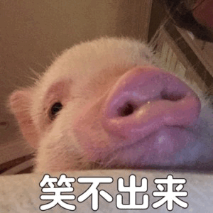 小猪无奈表情包：笑不出来