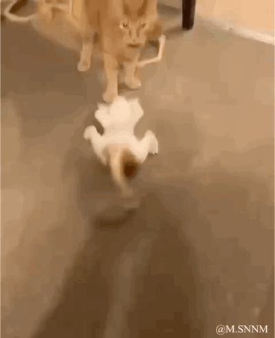 这是一个趣味动态图，画面中一只浅棕色猫咪站在地面上，前方有一个被拖动的玩具，该玩具的造型与摆放角度形成了视觉错位效果，看起来像是一只四脚朝天、身体被快速拖动的小猫，后方的猫咪一脸疑惑地注视着这个“移动的小猫”，利用视觉错觉制造出充满搞笑感的宠物日常场景。
