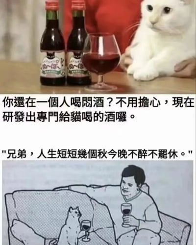 这张梗图分为上下两部分。上半部分是实拍图，展示了两瓶印有猫咪图案的酒、一个装有红色液体的酒杯和一只坐在旁边的白猫。下半部分是黑白插画，描绘了一个男人和一只猫坐在沙发上，各自拿着酒杯碰杯的场景。图片通过将猫咪与酒结合，创造出一种猫咪可以陪主人喝酒的幽默效果。