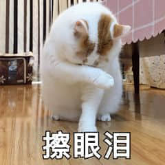 擦眼泪的猫咪
