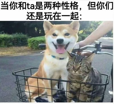 图中展示了自行车筐里的两只动物：一只咧嘴大笑、吐着舌头，看起来兴奋不已的柴犬，和旁边一脸冷漠、眼神慵懒生无可恋的狸花猫。上方配文「当你和ta是两种性格，但你们还是玩在一起：」，用来形容和性格完全相反的朋友，却能融洽相处的日常，戳中很多人的友情共鸣，没有双关或谐音梗。